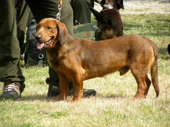 Golem Rodbach V2-R Cac