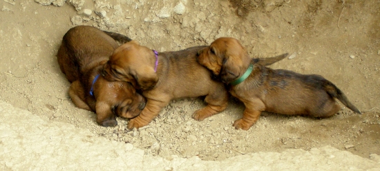 chovateľská stanica Rodbach vrh J, AJD