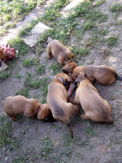chovateľská stanica Rodbach vrh J, AJD