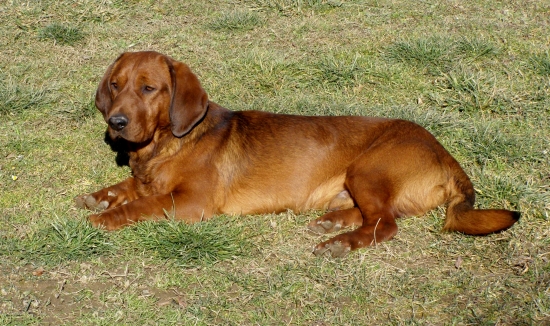 R.cac Golem Rodbach chovný pes