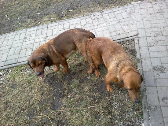 Div.Idea od SV. Huberta a Blesk z Buntova