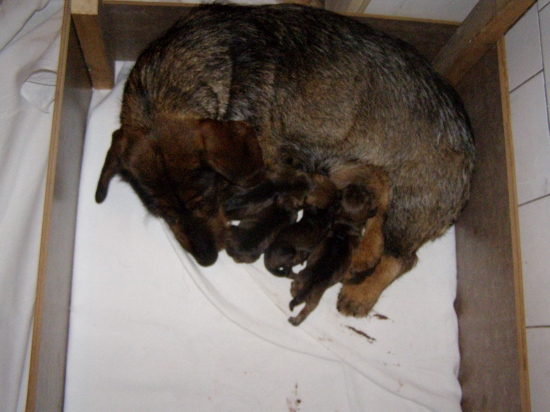 Chovateľská stanica Rodbach- Vrh- L