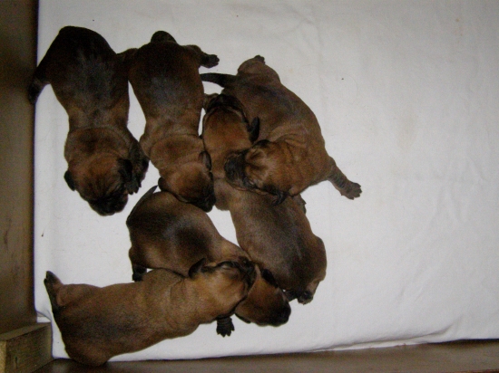 chovateľská stanica Rodbach vrh K, AJD,10dni