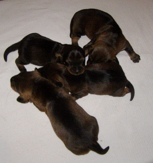 chovateľská stanica Rodbach vrh-L  JHr