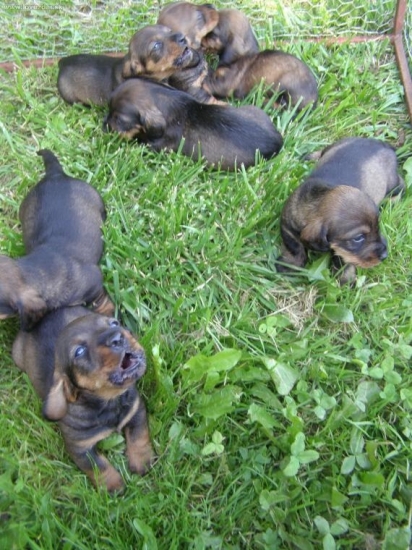 ch.stanica Rodbach vrh D.