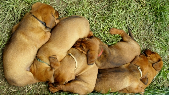 chovateľská stanica Rodbach vrh K, AJD
