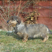 Feda zo suchej lubice