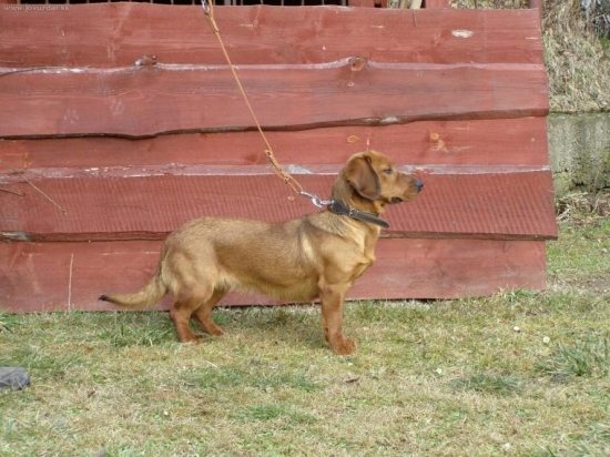 div.idea od sv.huberta