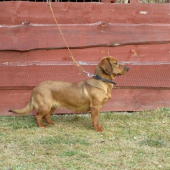 div.idea od sv.huberta