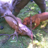 div.idea od sv.huberta dohladanie jelena .cca 600m