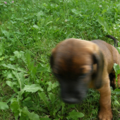 Ria