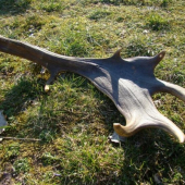 dančí