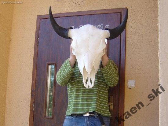 bison