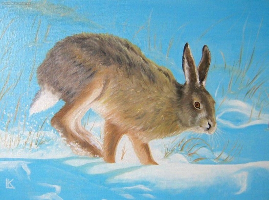 Zajac - olej 30x40