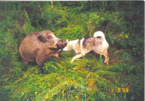 Zlatý..., piatok trinásteho!