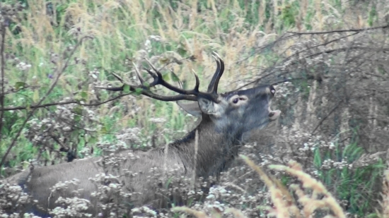 Ruja 2011