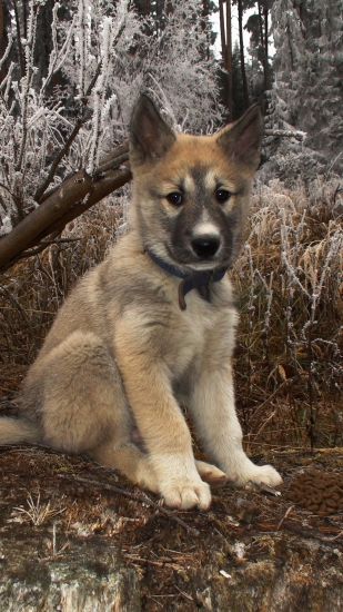 Zapadosibírska lajka