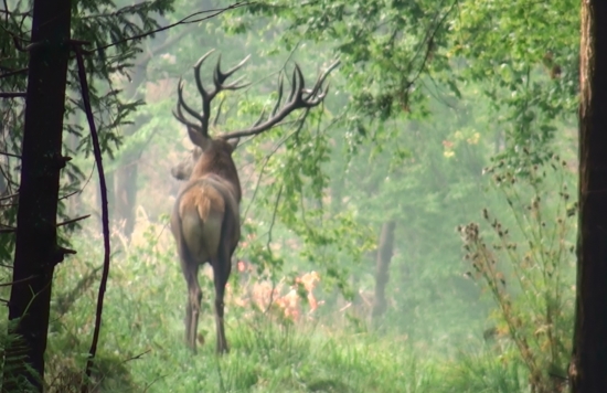 Ruja 2012.  Kapitálny 18-torák...