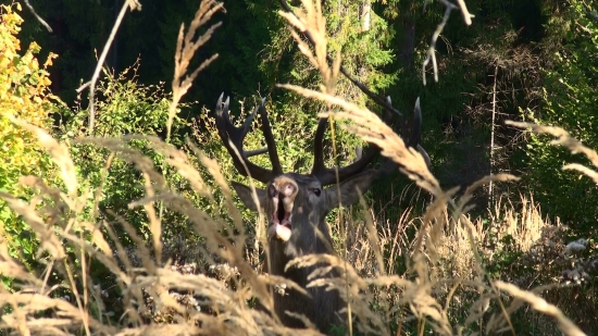 Balzam na jeleniarovú dušu...