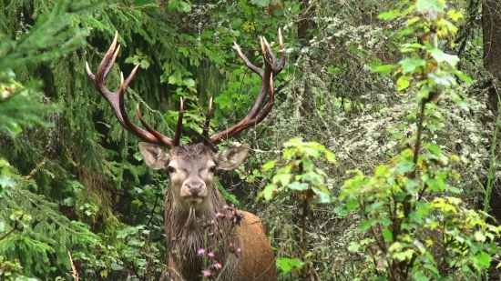 Hladajúci..., a našiel ma!