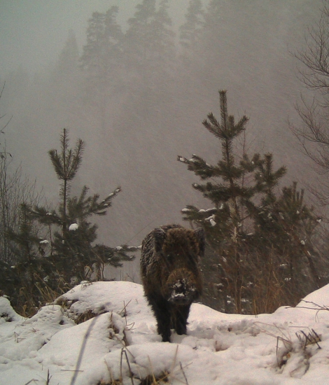 Diviačik na potulkách v nečase...