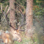 nepr. 12-torák... Ruja 2009