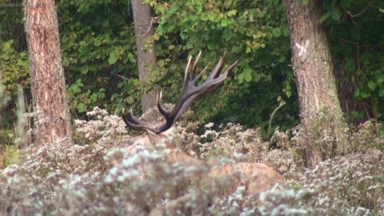 Jelenia ruja 2009...