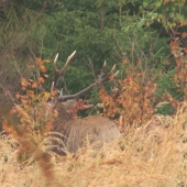 Bez stredných vetiev...
