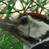 netradičné hniezdo ďatla v korune mlsdej borovice..