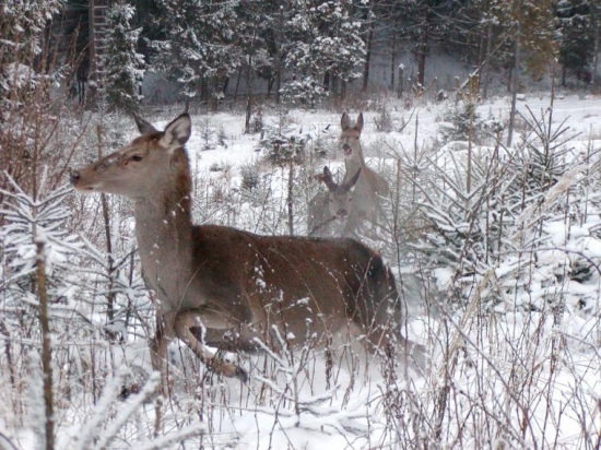 Ako štvaná zver, vlci...