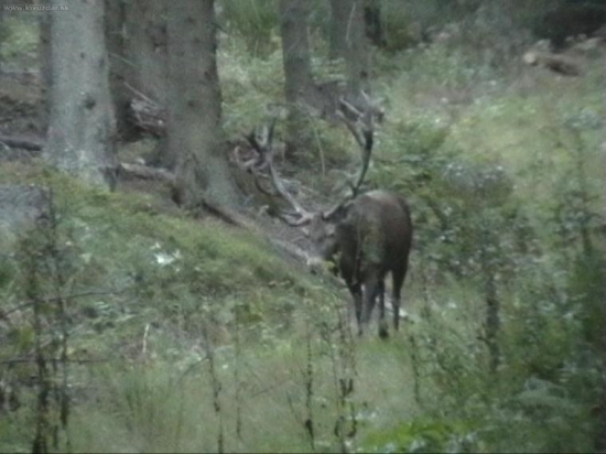 Ruja 2006 - kapitálny 20-torák...