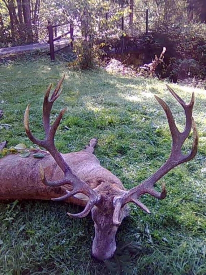 Jelen LS Sihla C.I.C 213,58