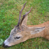 Předminulá sezóna