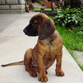 moja, Dona spod Oravského Hradu