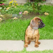 Dona spod Oravského Hradu