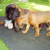 moji bavoráci,Jago to je moj macko