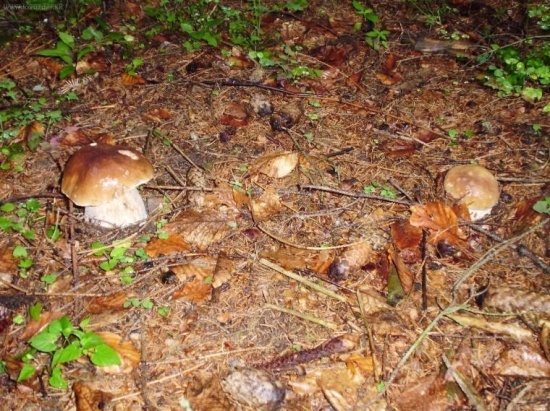 prvé dubáky tohto roku