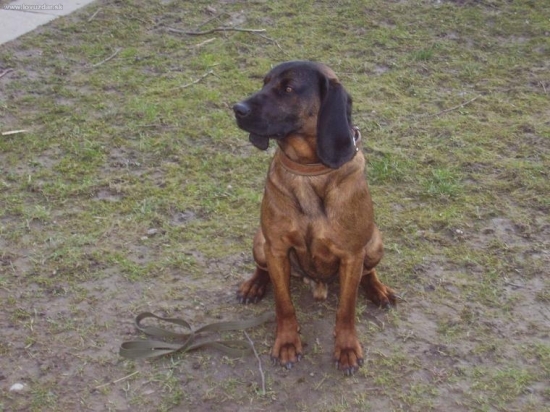 Jago Dravecka Dolina