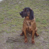 Jago Dravecka Dolina