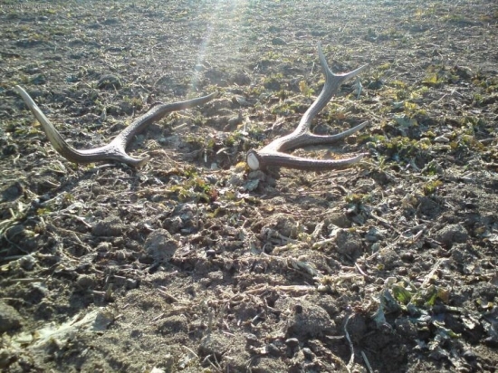 takto na mňa čakali na repke