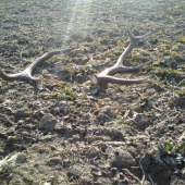 takto na mňa čakali na repke