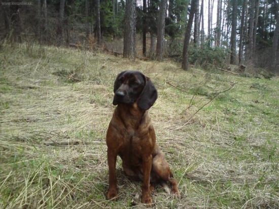 Dona spod Oravského Hradu-dnes mám rok???