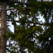 tokal vysoko v korune