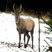 Oravská antilopa...