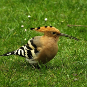 Zavítal aj na Oravu