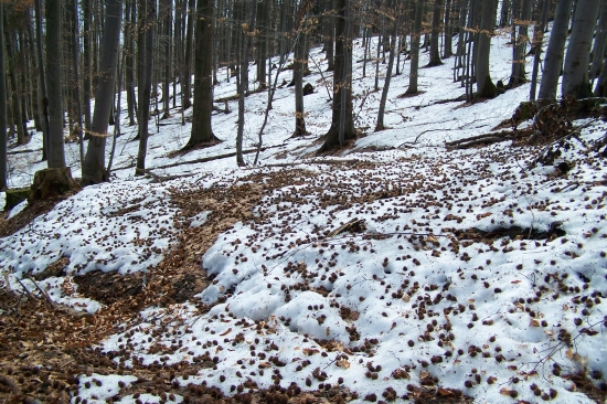 bukvičanka...