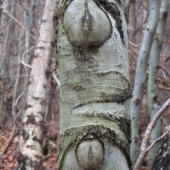 niečo na spestrenie