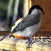 je tu toho dosť  ???