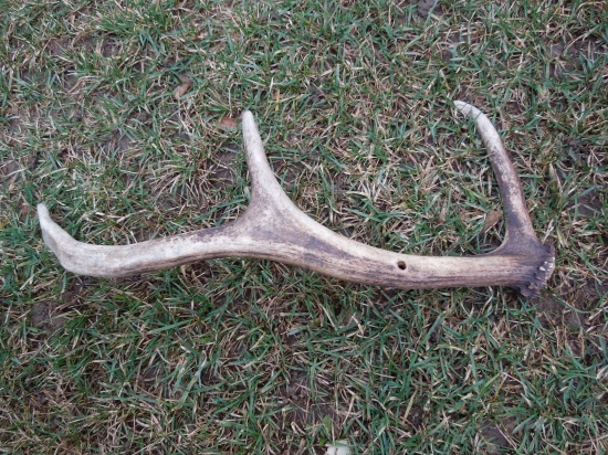 zarastený konár v zhode