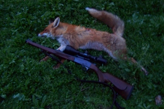 prvomájový lišák